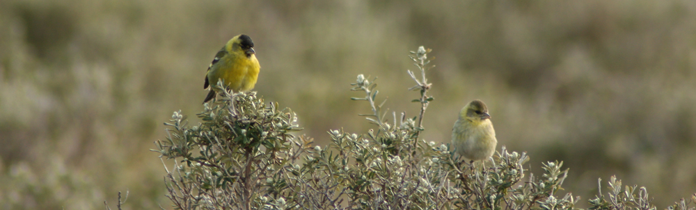 BLACK-CHINNED SISKIN Carduelis barbata